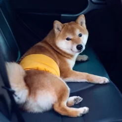 Alternative view of Disposable Dog Post-Operative Pads with Adjustable Waist Belt CNPC-PO-07